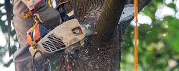 Best Tree Maintenance Programs  in Eastport, ME