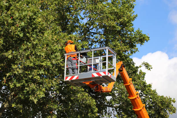 Best Emergency Tree Removal Services  in Eastport, ME