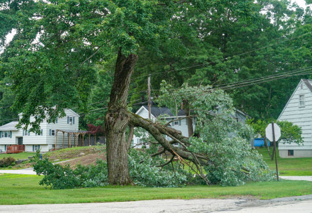 Best Root Management and Removal  in Eastport, ME